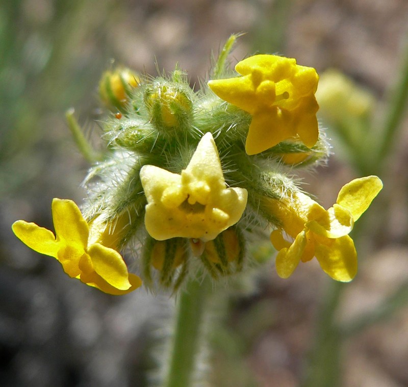 Basin Yellow Cryptantha photo 3