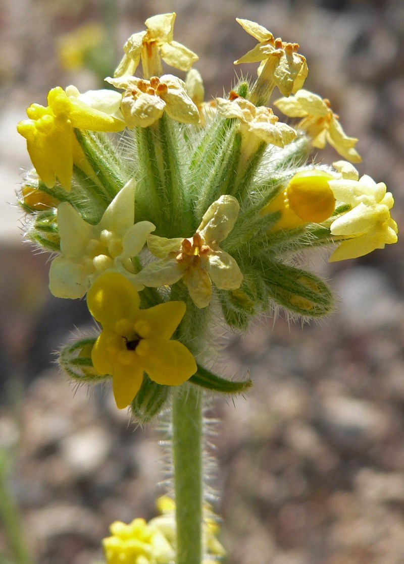 Basin Yellow Cryptantha