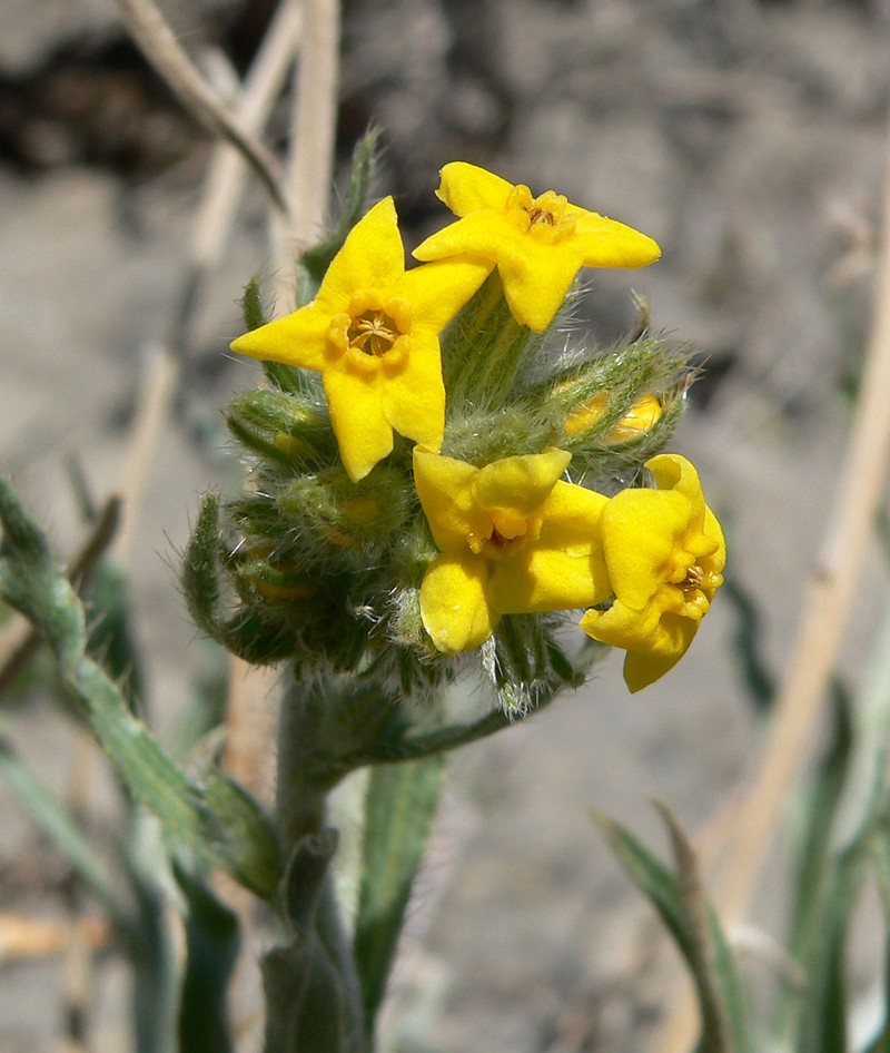 Basin Yellow Cryptantha photo 4