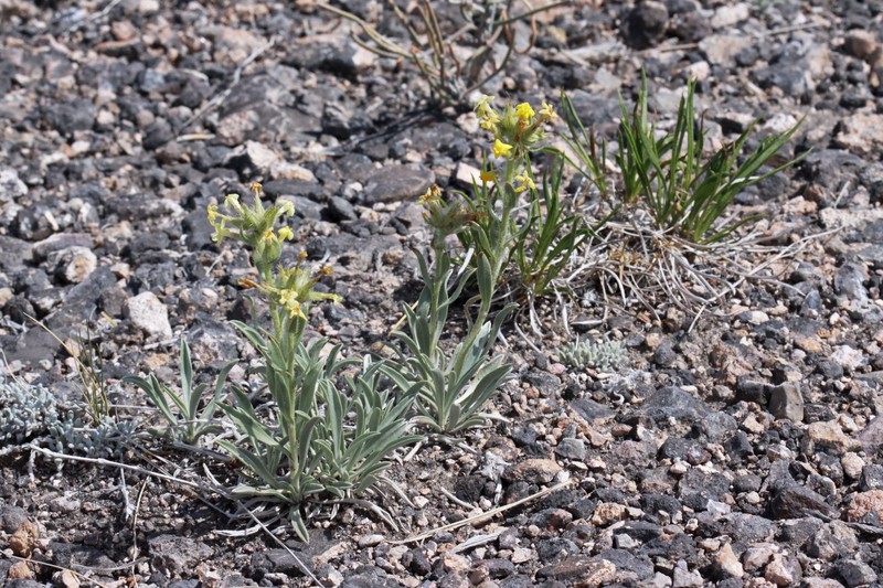 Basin Yellow Cryptantha photo 2
