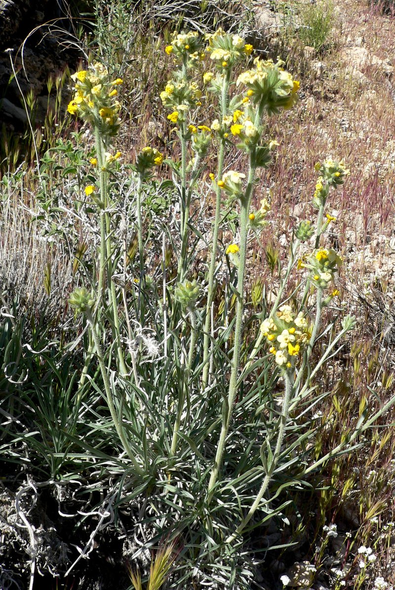 Basin Yellow Cryptantha photo 5