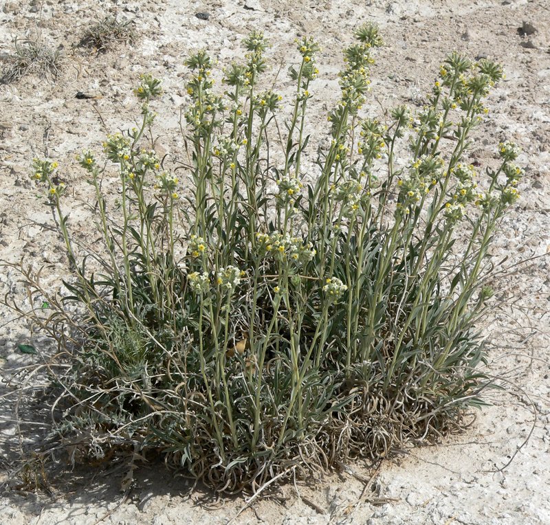 Basin Yellow Cryptantha photo 6