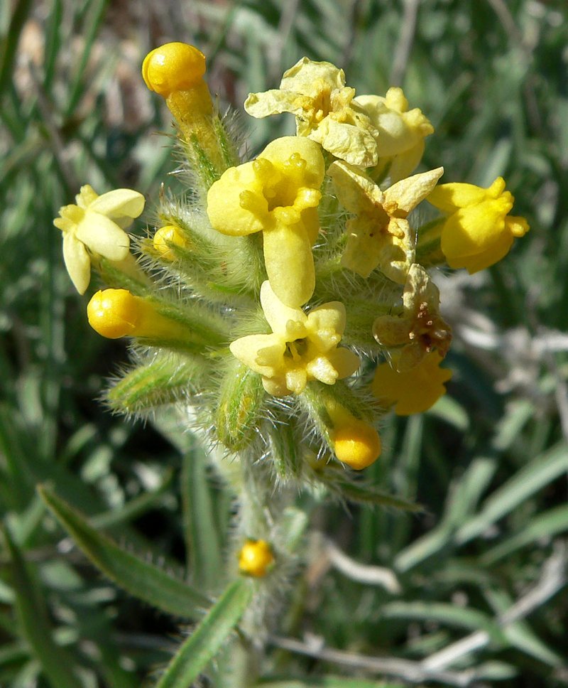 Basin Yellow Cryptantha photo 7
