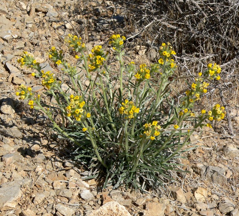 Basin Yellow Cryptantha photo 8