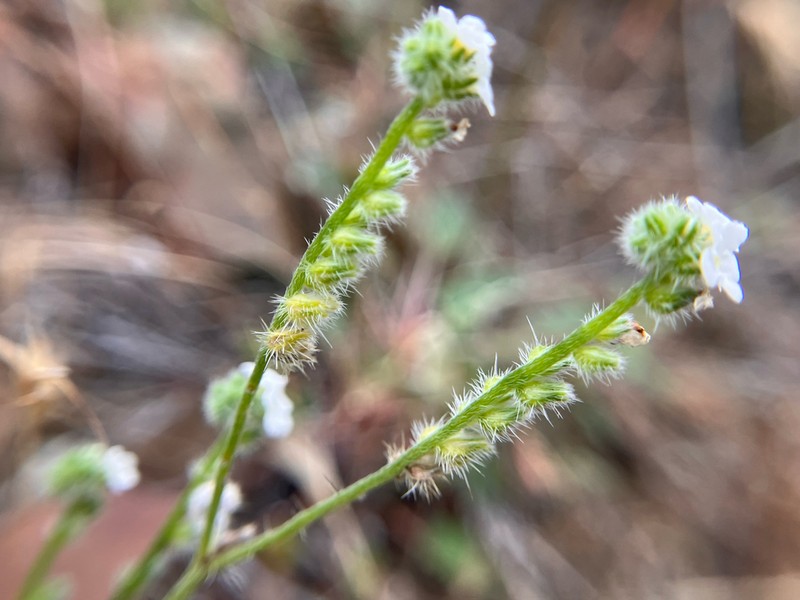 Coast Range Cryptantha