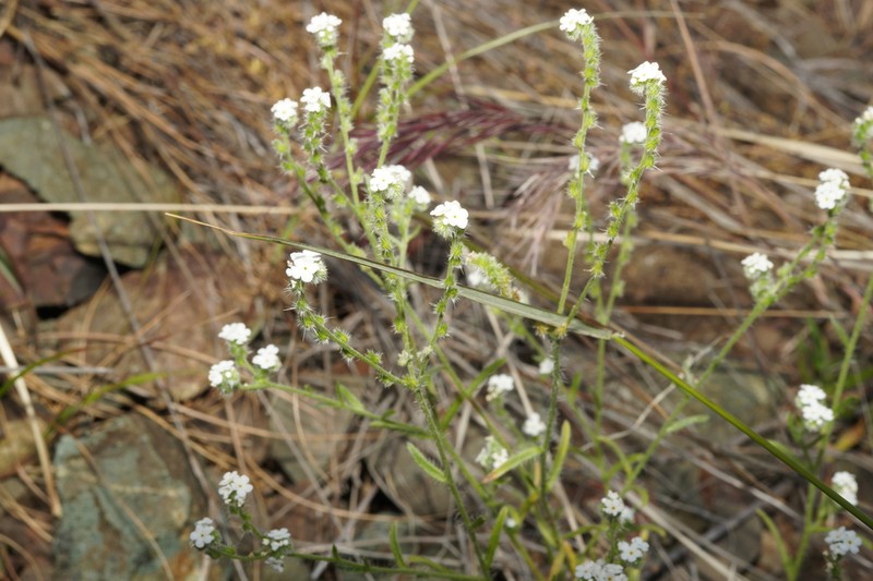 Coast Range Cryptantha photo 2