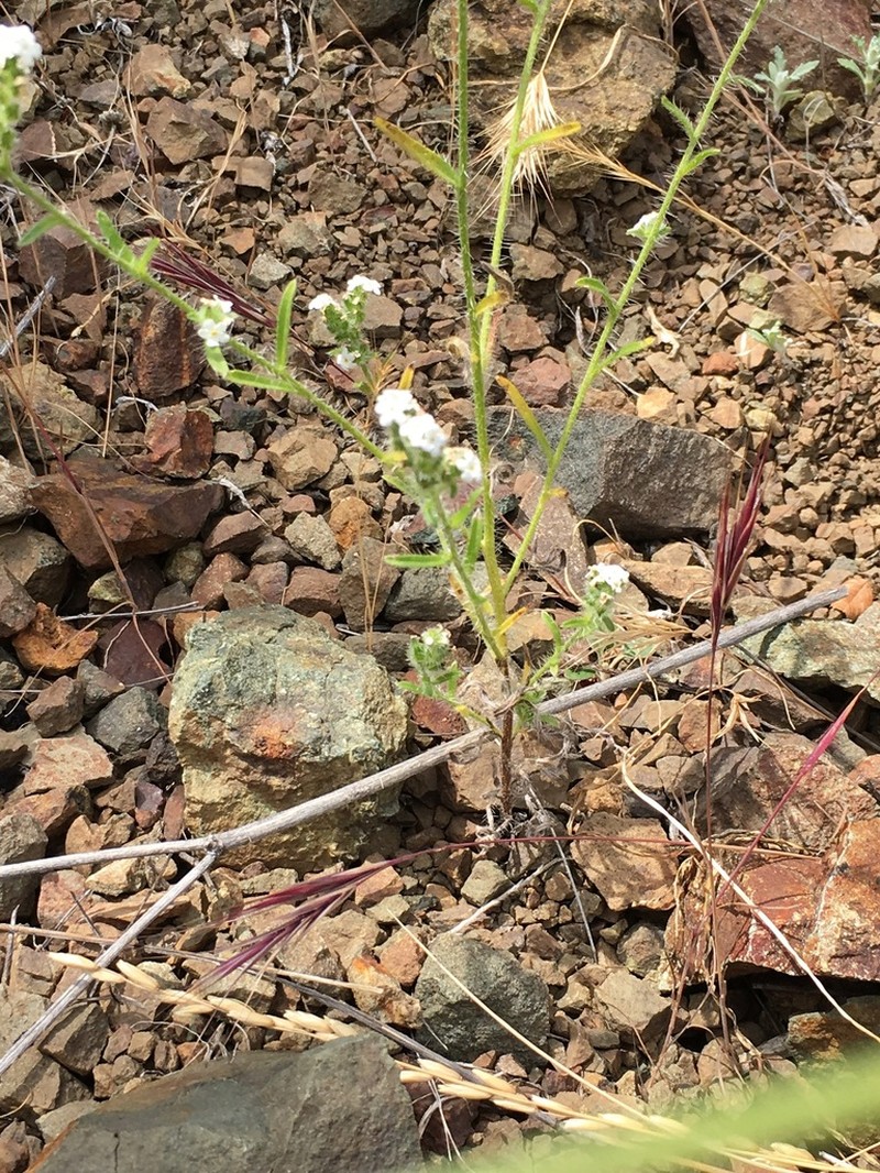 Coast Range Cryptantha photo 3