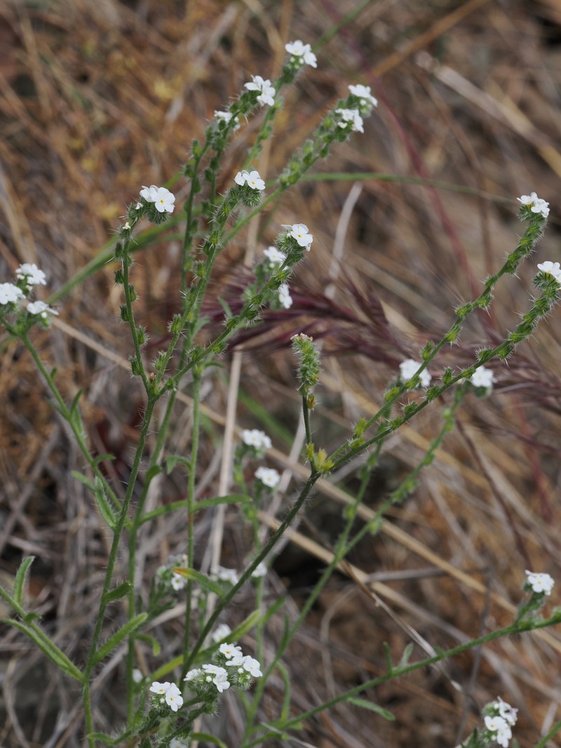Coast Range Cryptantha photo 4