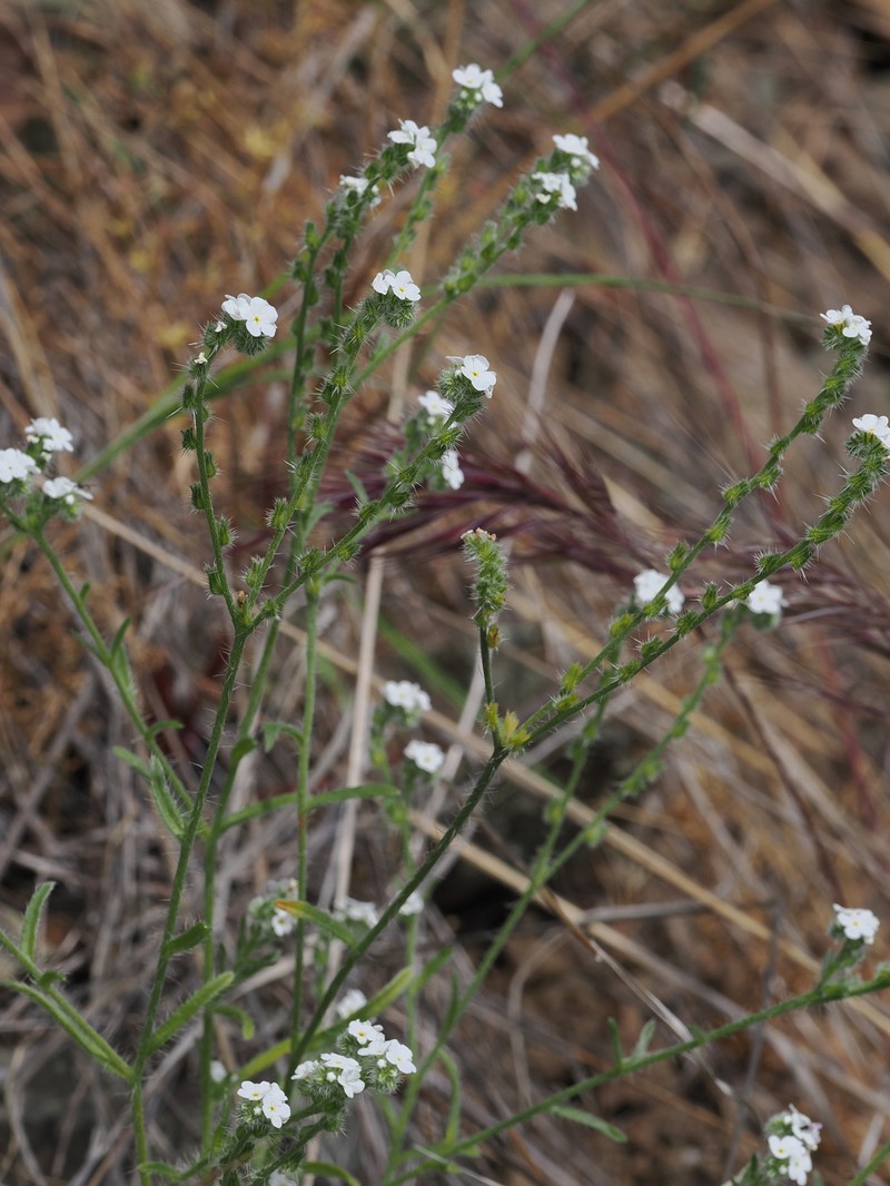 Coast Range Cryptantha photo 6