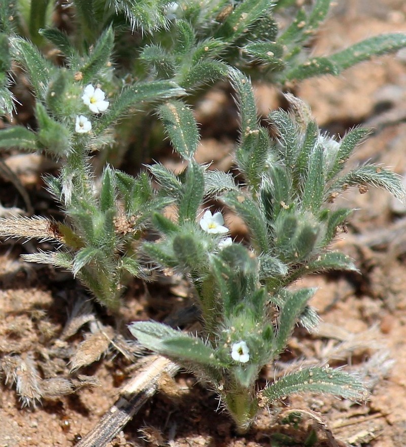 Thicksepal Cryptantha