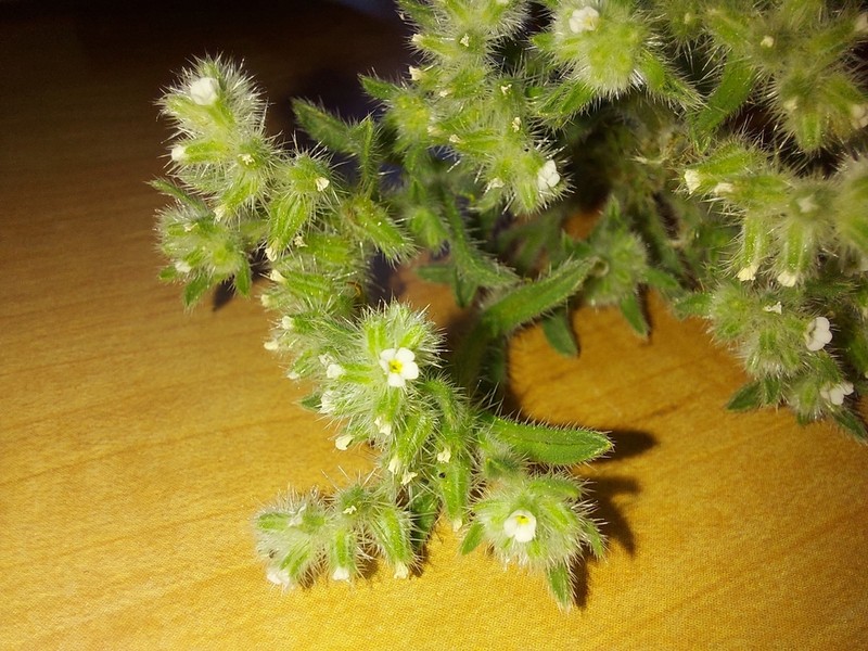 Thicksepal Cryptantha photo 2