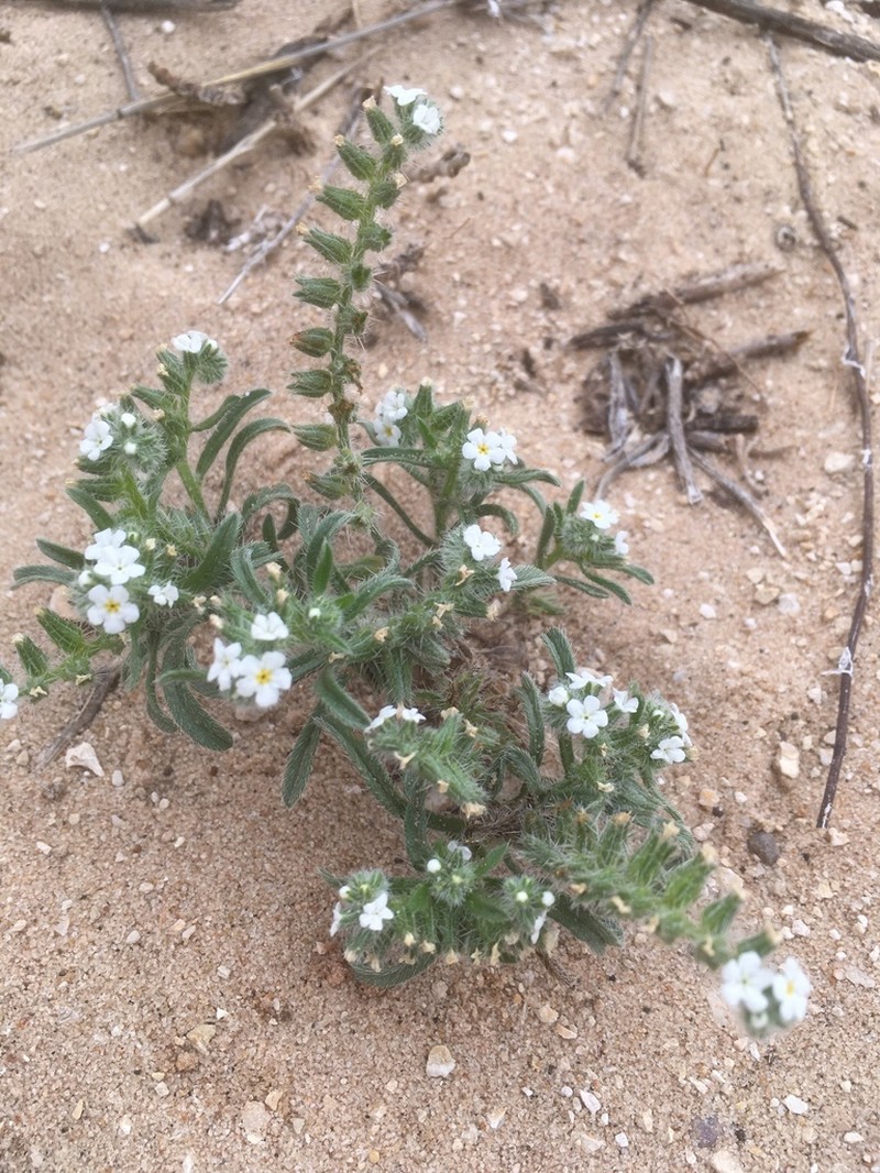 Thicksepal Cryptantha photo 3