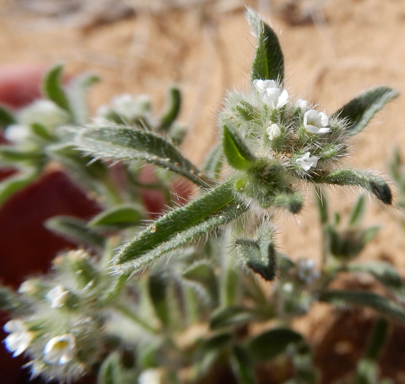 Thicksepal Cryptantha photo 4