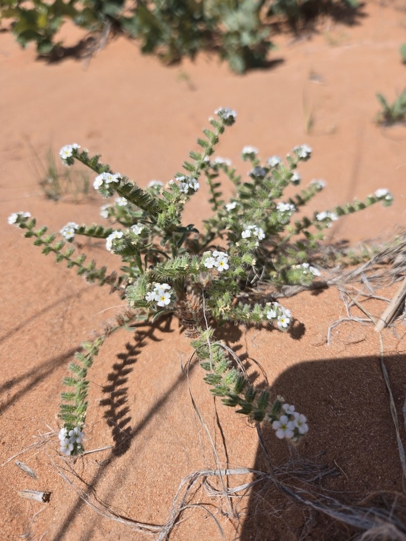 Thicksepal Cryptantha photo 5