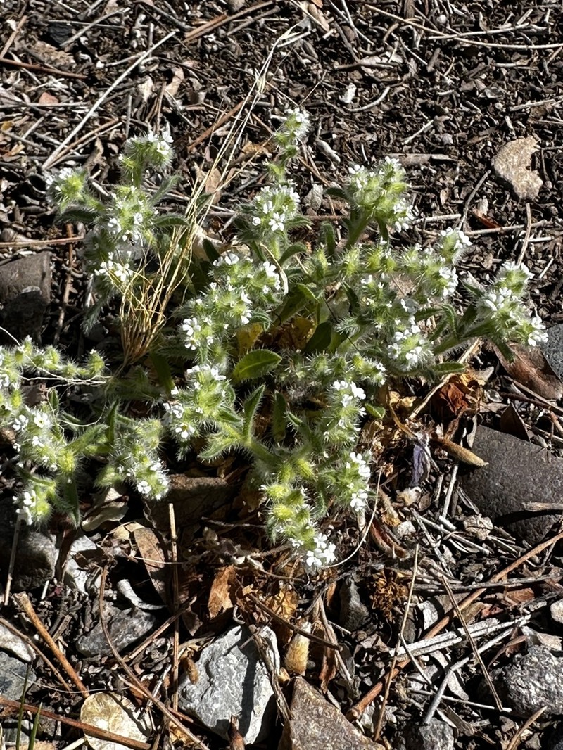 Thicksepal Cryptantha photo 6
