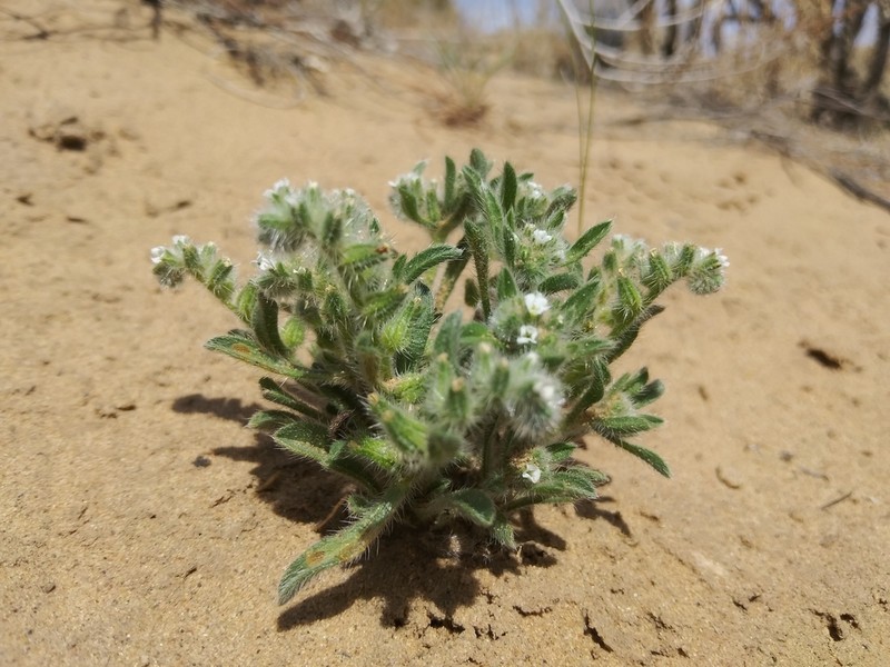 Thicksepal Cryptantha photo 7