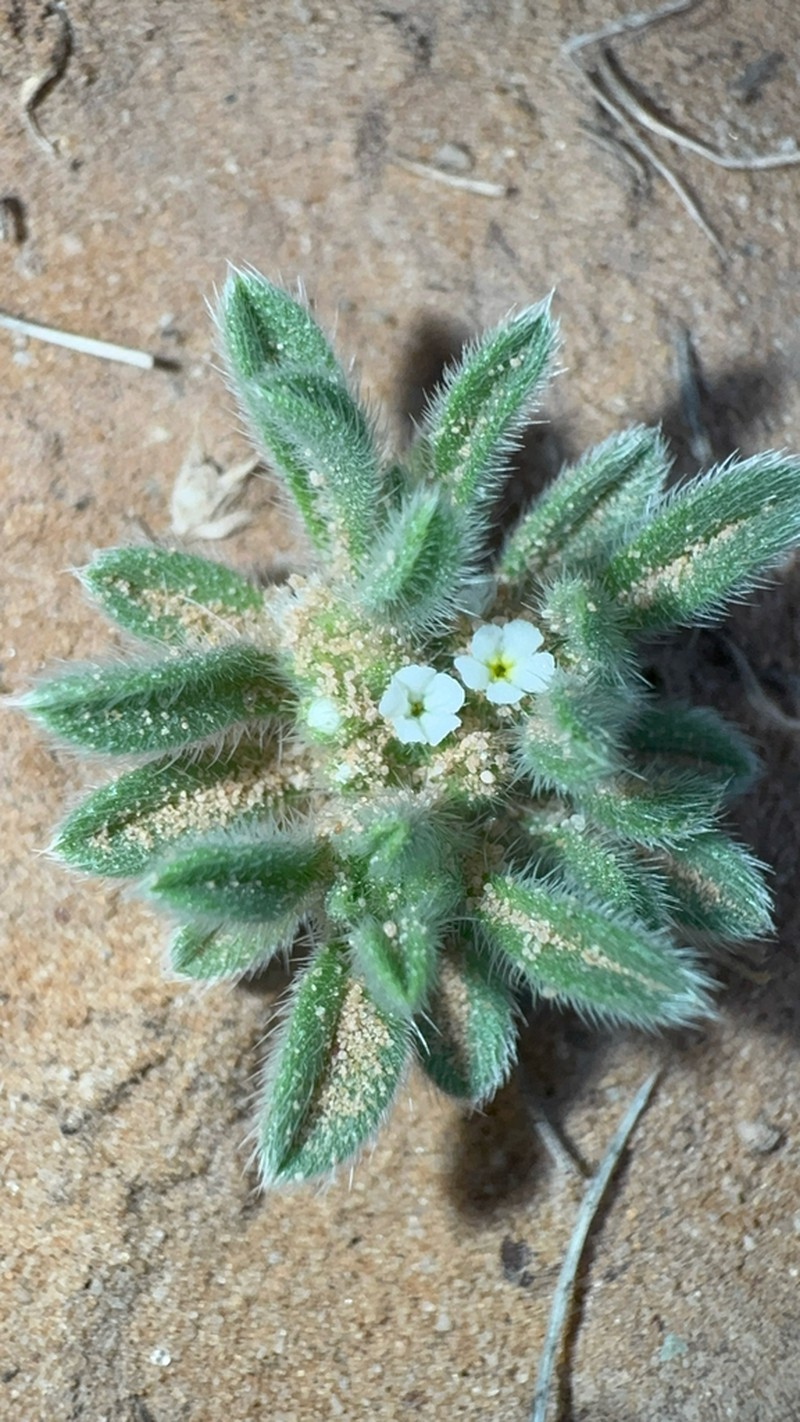 Thicksepal Cryptantha photo 8