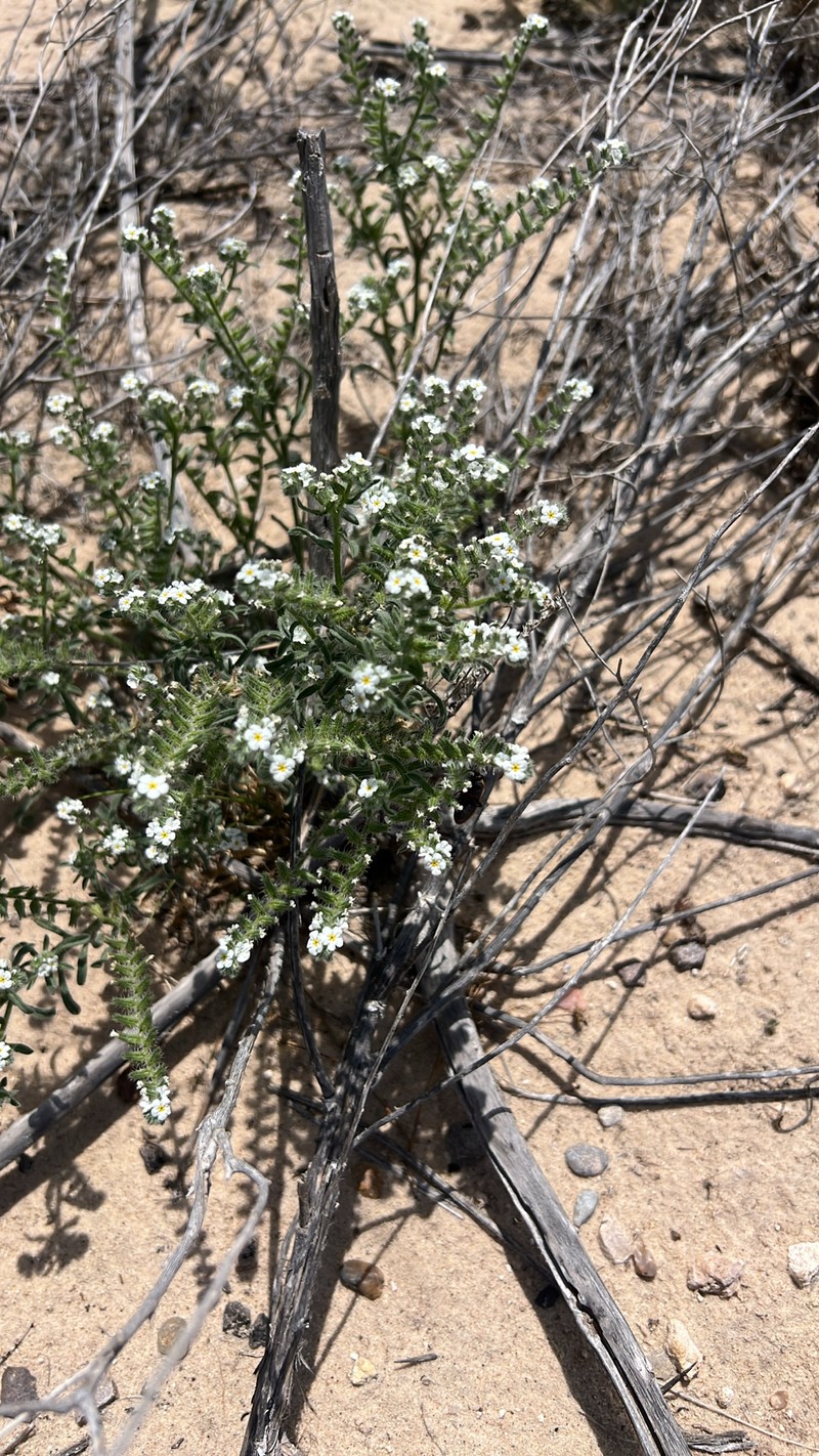 Cryptantha crassisepala var. crassisepala