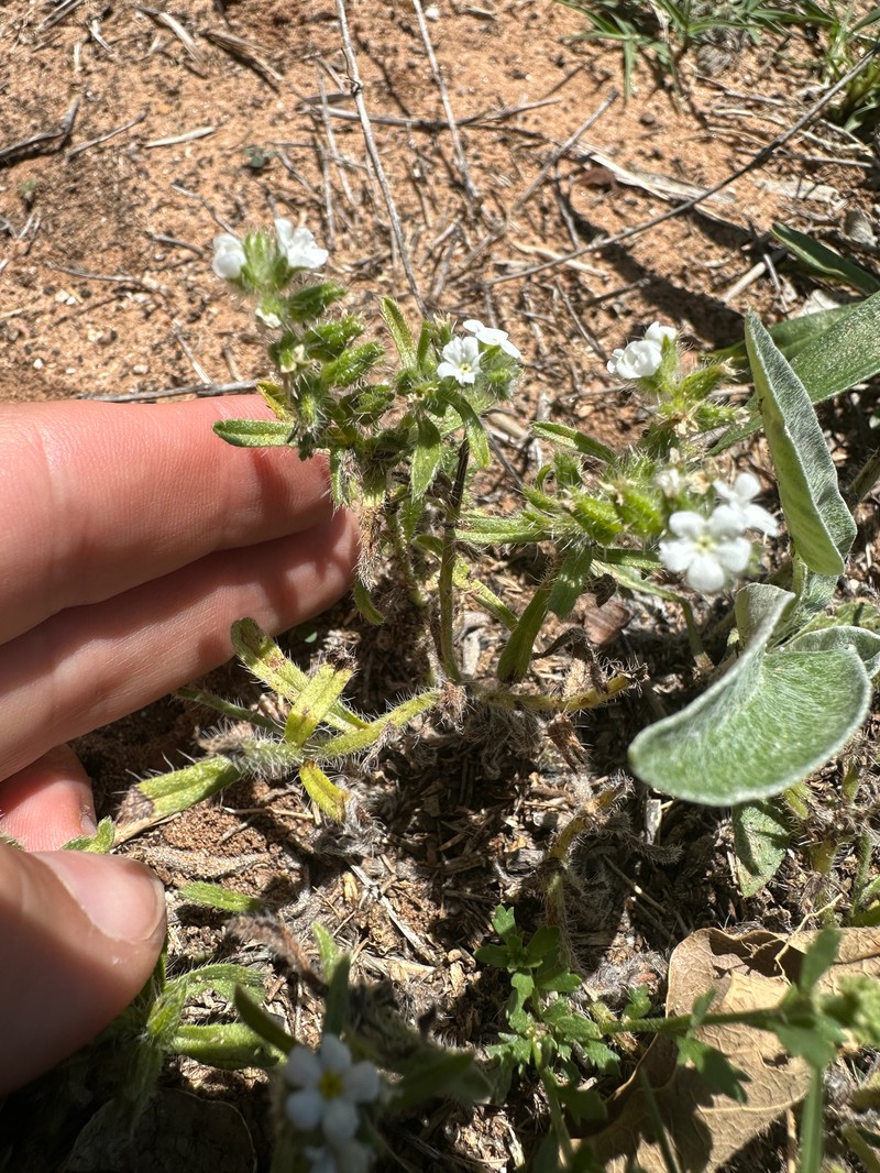 Cryptantha crassisepala var. crassisepala photo 2