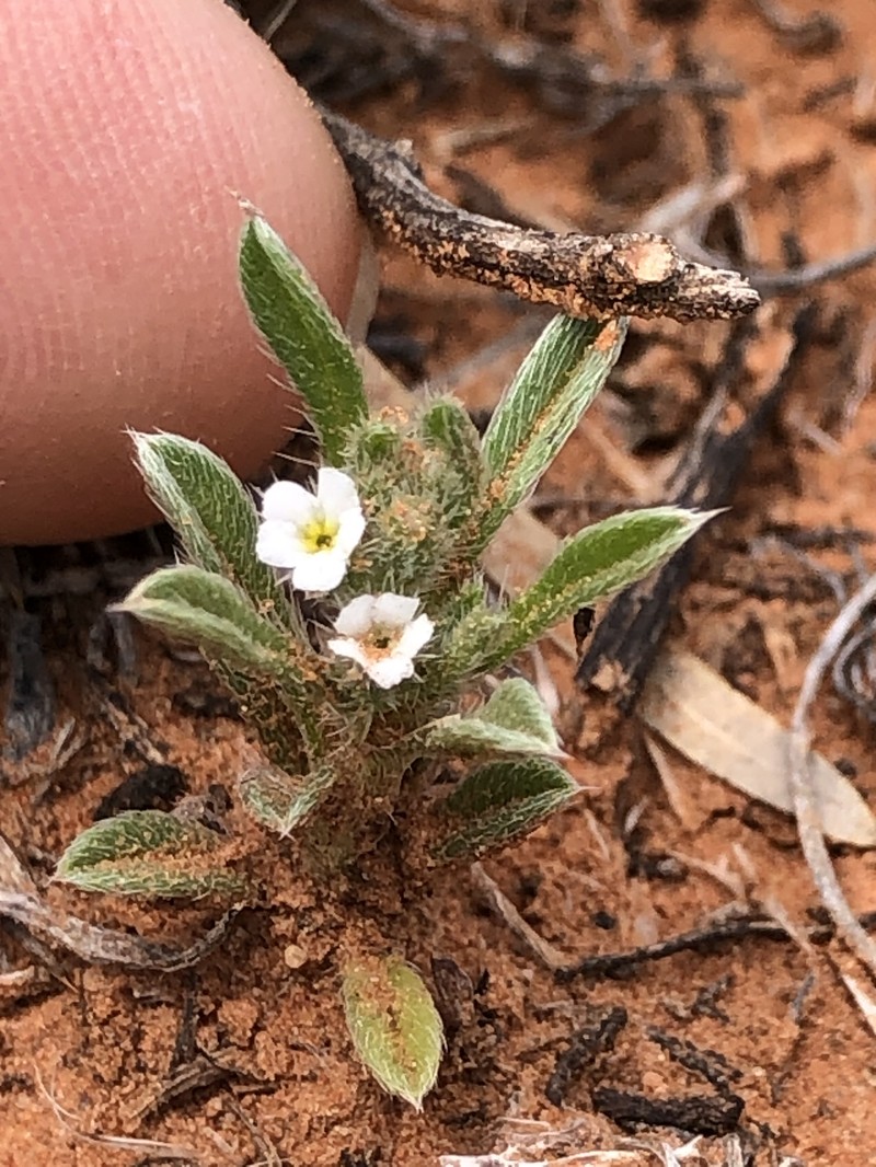 Cryptantha crassisepala var. crassisepala photo 3