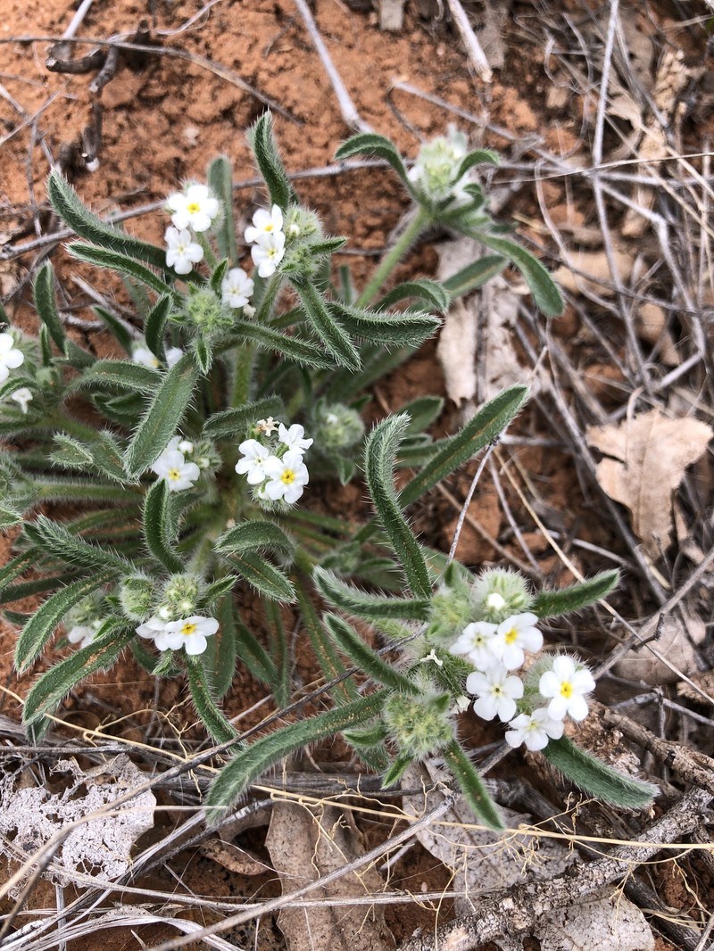 Cryptantha crassisepala var. crassisepala photo 4