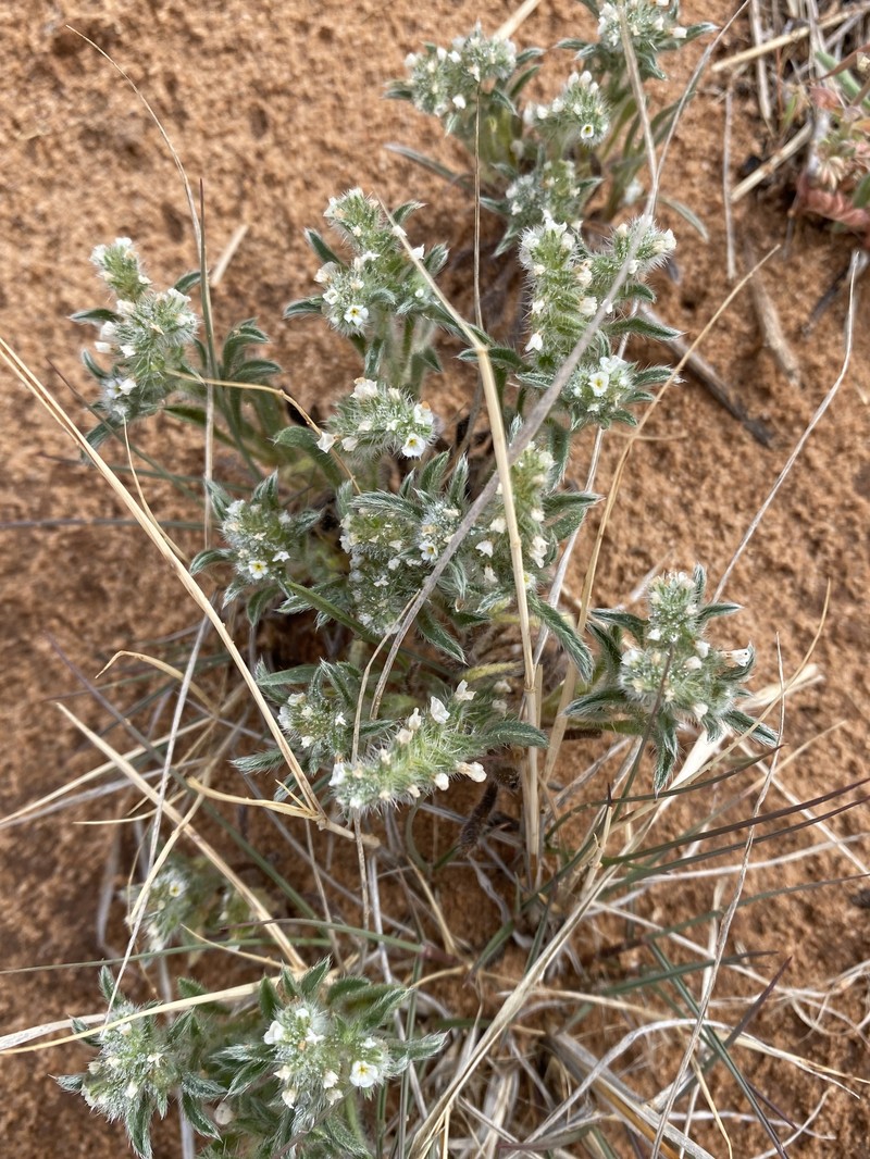 Cryptantha crassisepala var. crassisepala photo 5