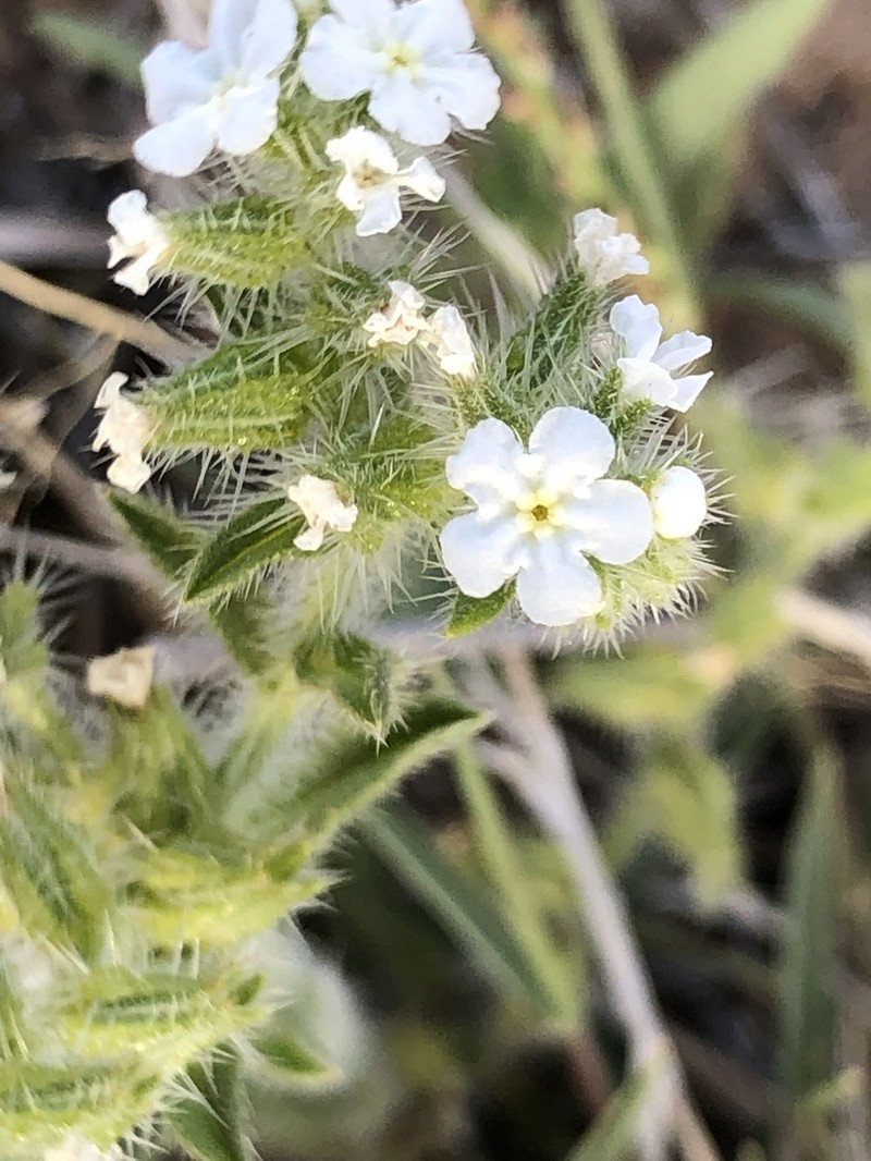 Cryptantha crassisepala var. crassisepala photo 6