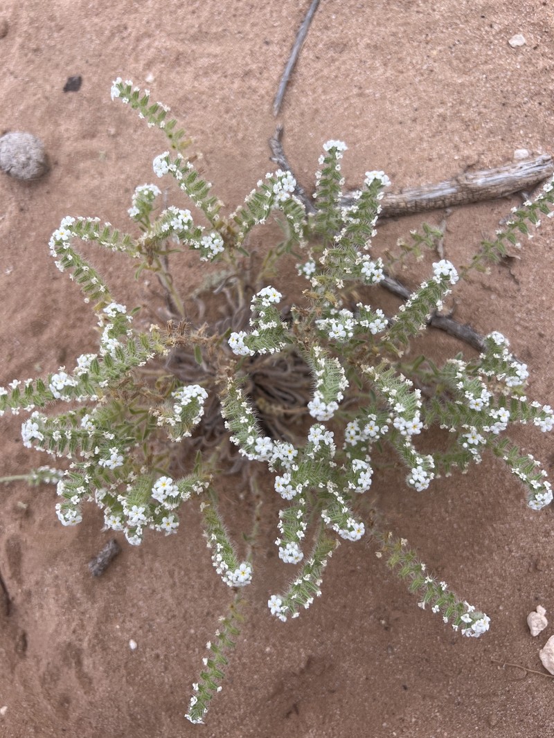 Cryptantha crassisepala var. crassisepala photo 7