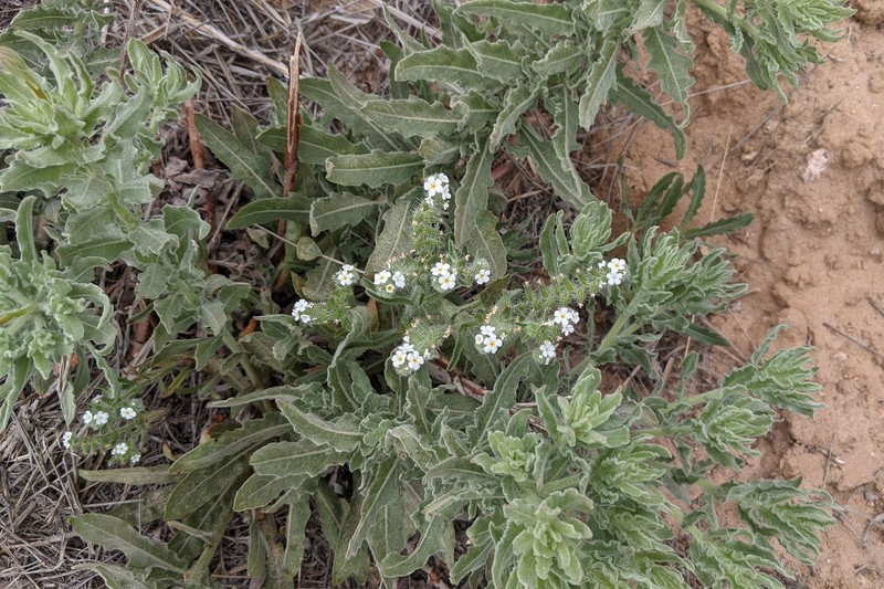 Cryptantha crassisepala var. crassisepala photo 8