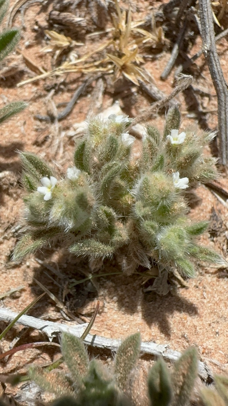 Cryptantha crassisepala var. elachantha