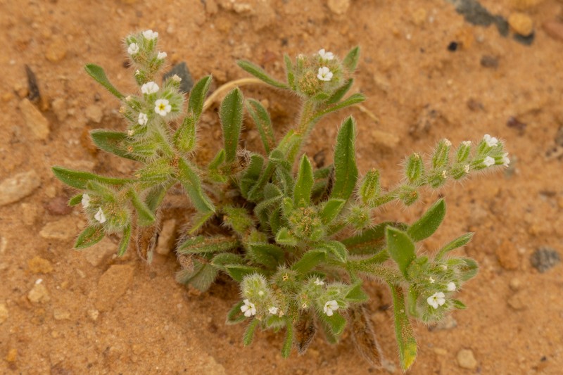 Cryptantha crassisepala var. elachantha photo 2
