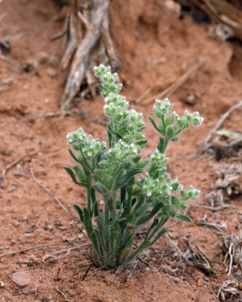 Cryptantha crassisepala var. elachantha photo 3