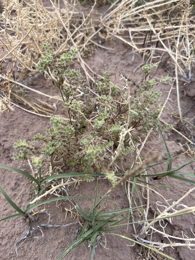 Cryptantha crassisepala var. elachantha photo 4