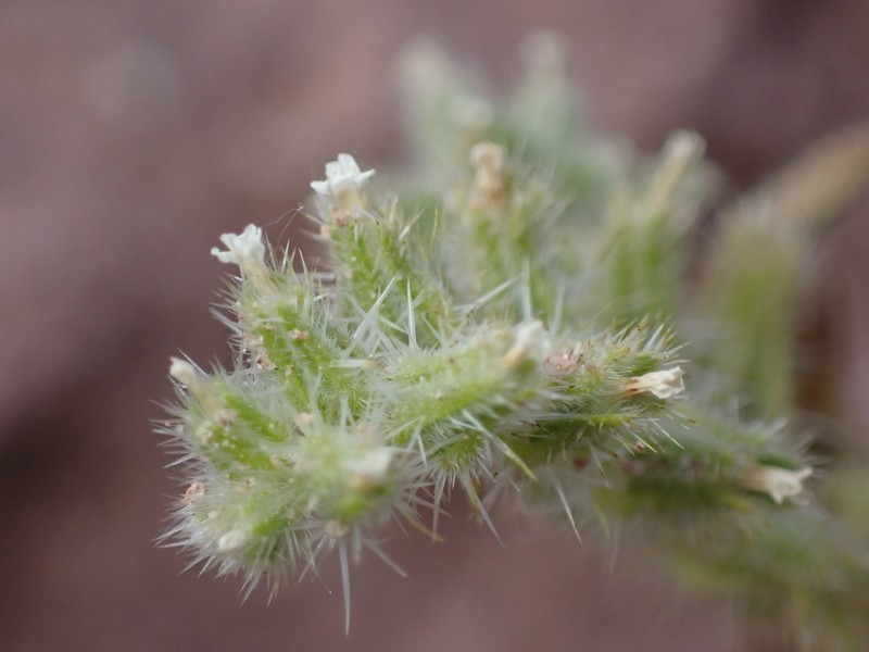 Cryptantha crassisepala var. elachantha photo 5