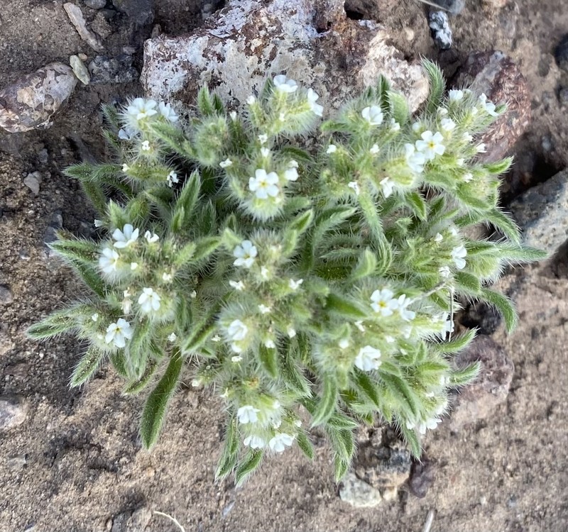 Cryptantha crassisepala var. elachantha photo 6