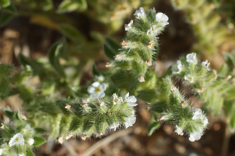Cryptantha crassisepala var. elachantha photo 7