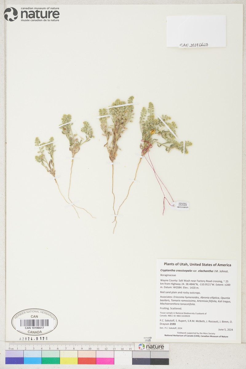 Cryptantha crassisepala var. elachantha photo 8