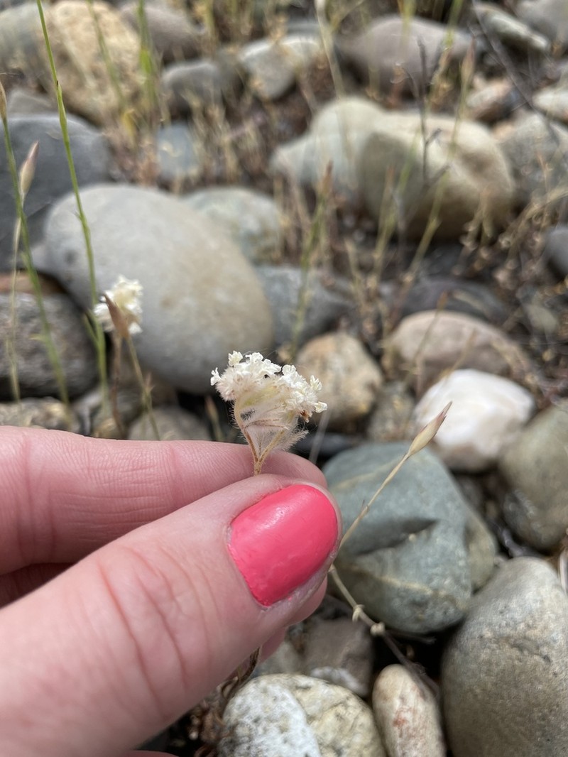 Sacramento Cryptantha