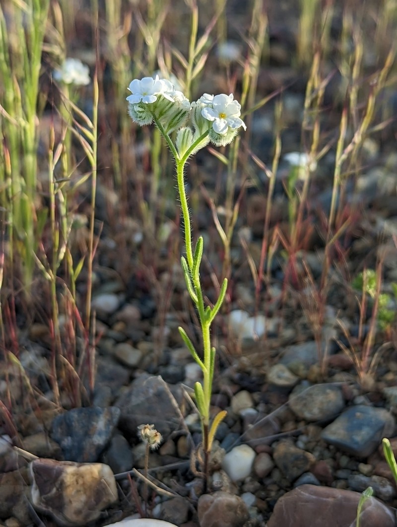 Sacramento Cryptantha photo 3