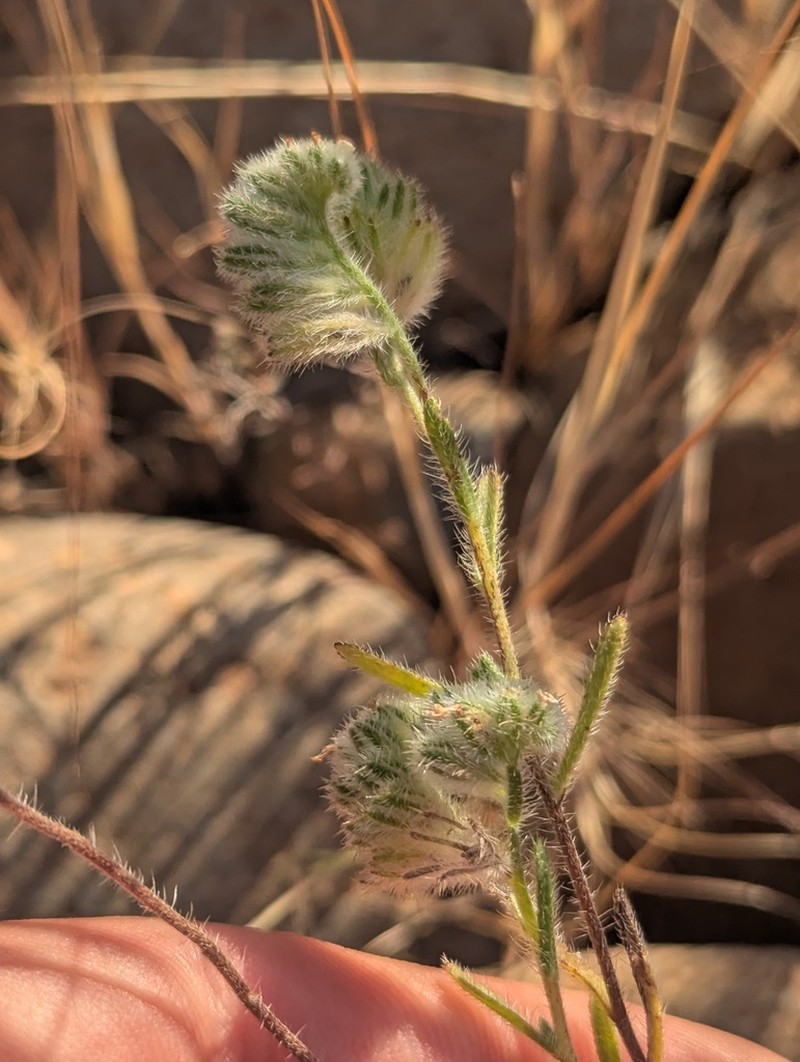 Sacramento Cryptantha photo 5
