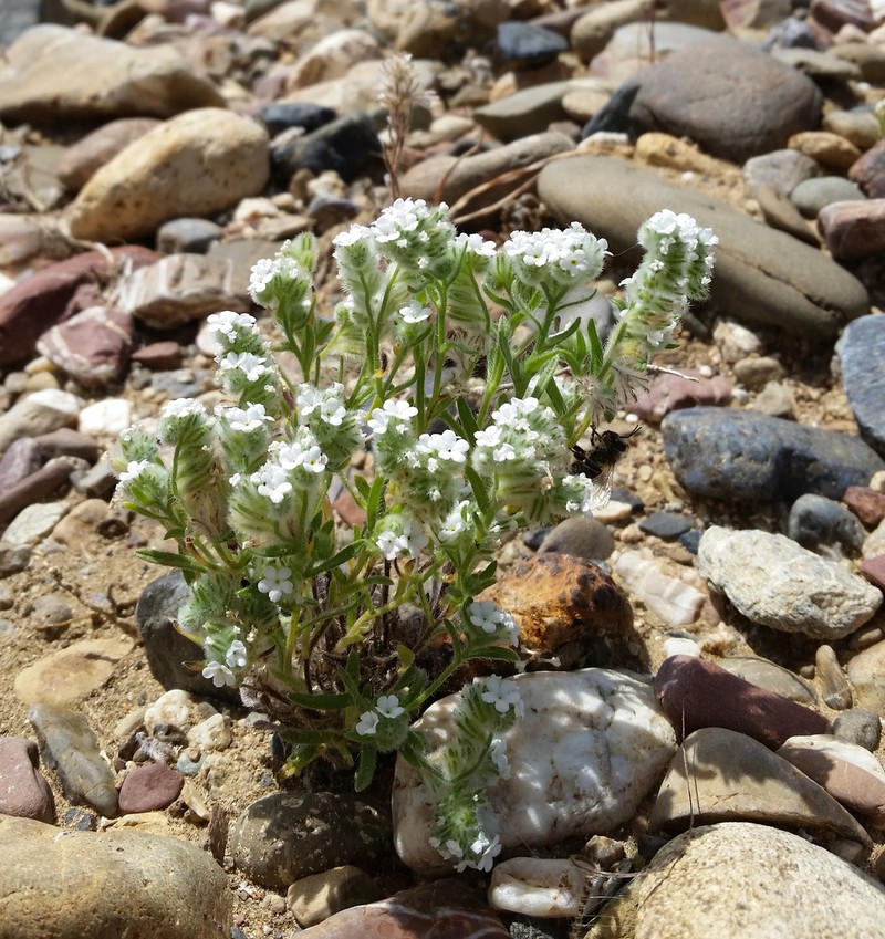 Sacramento Cryptantha photo 6