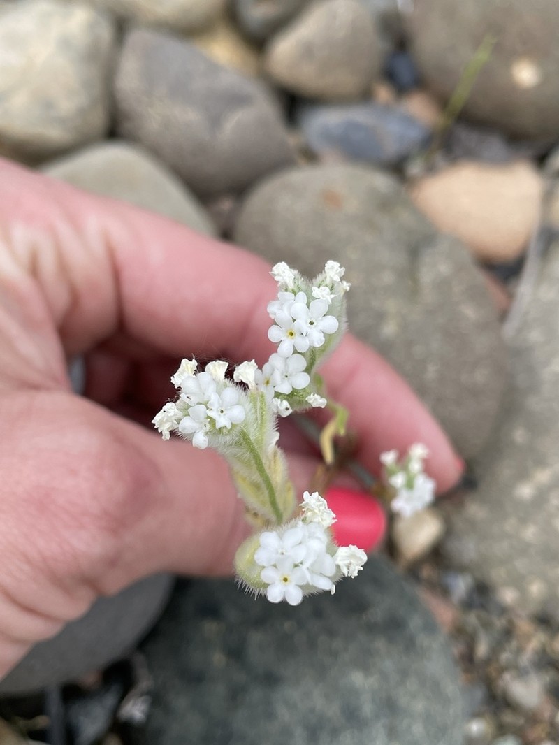 Sacramento Cryptantha photo 7