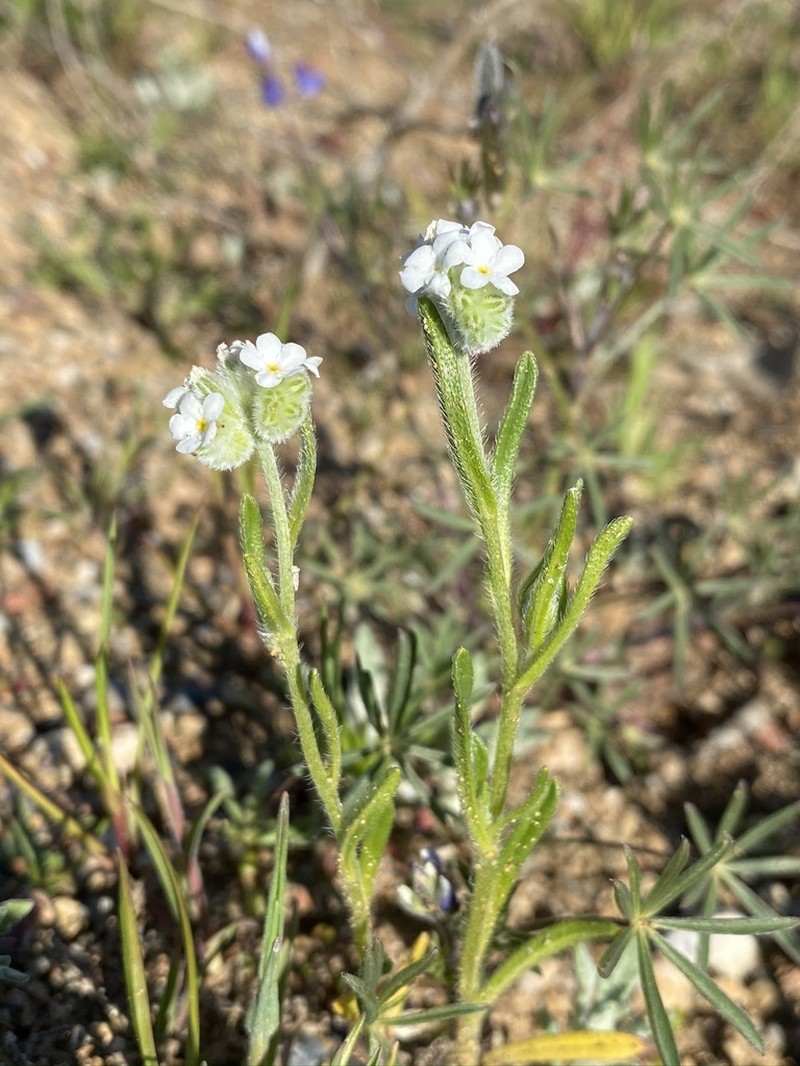 Sacramento Cryptantha photo 8