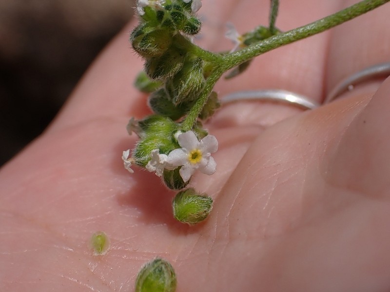 Cryptantha cycloptera
