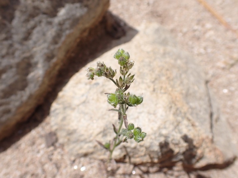 Cryptantha cycloptera photo 2