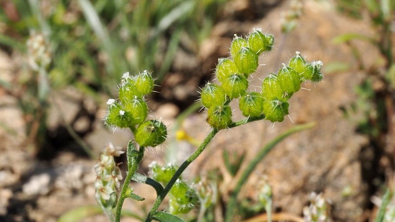 Cryptantha cycloptera photo 3
