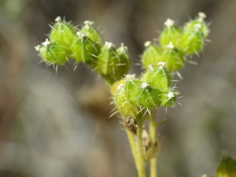 Cryptantha cycloptera photo 4