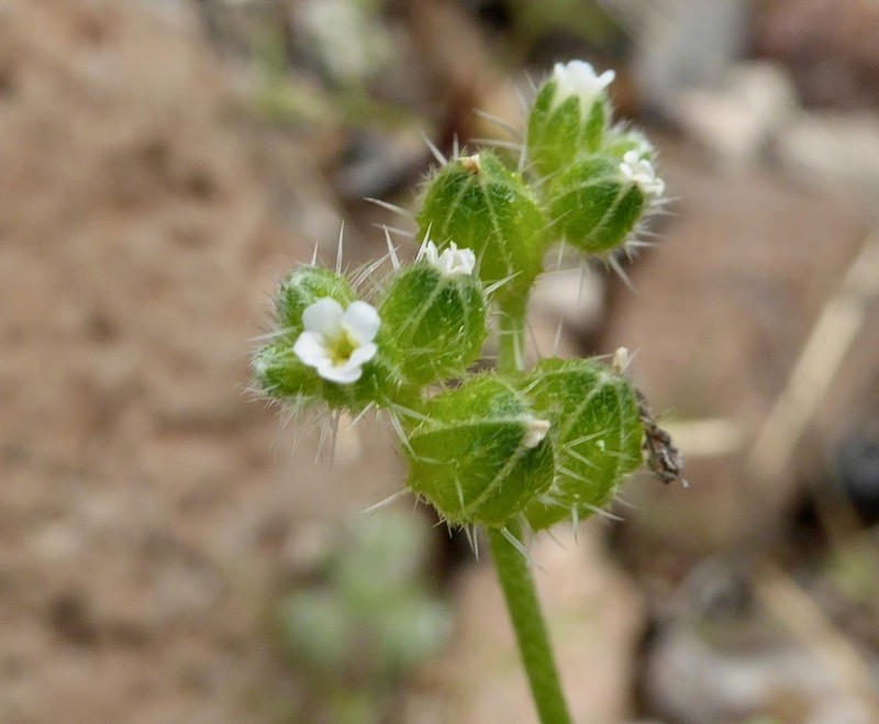 Cryptantha cycloptera photo 5