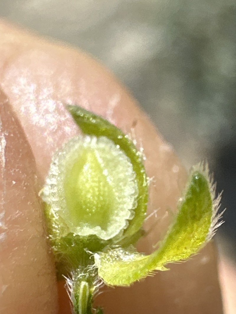Cryptantha cycloptera photo 6