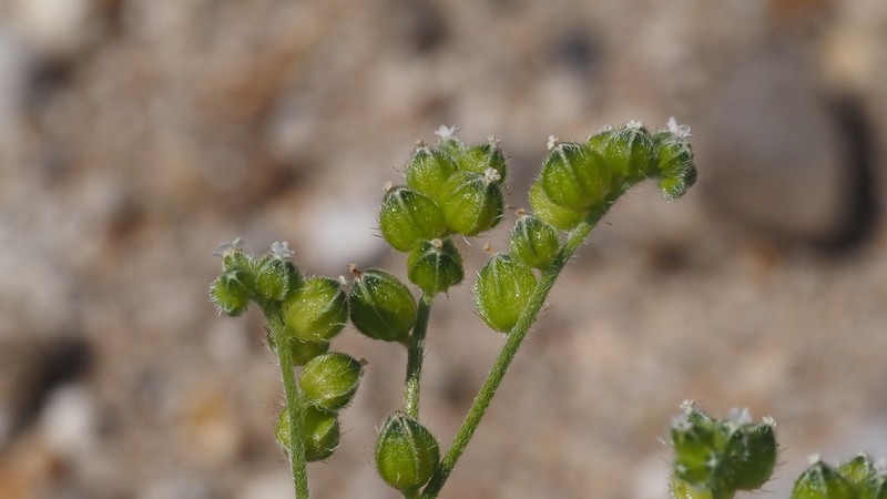 Cryptantha cycloptera photo 7